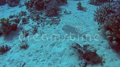 珊瑚礁上热带海域的阿拉伯鱼